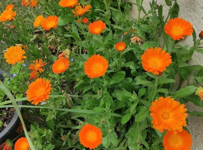 乡村民宿 La Cija Del Abuelo A 1 Hora De Madrid